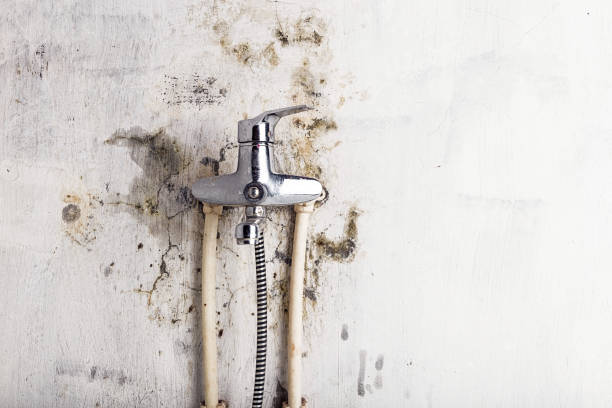 Best Industrial Mold Remediation in La Vista, NE
