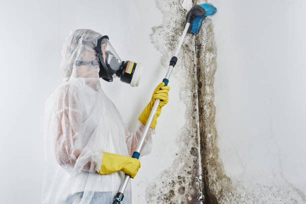 Best Residential Mold Remediation in La Vista, NE