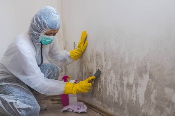 Best Localized Mold Remediation (e.g., coastal areas, humid climates) in La Vista, NE