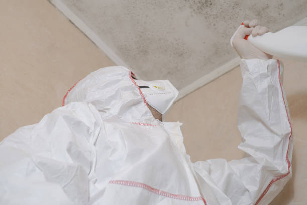 Best Black Mold Remediation in La Vista, NE