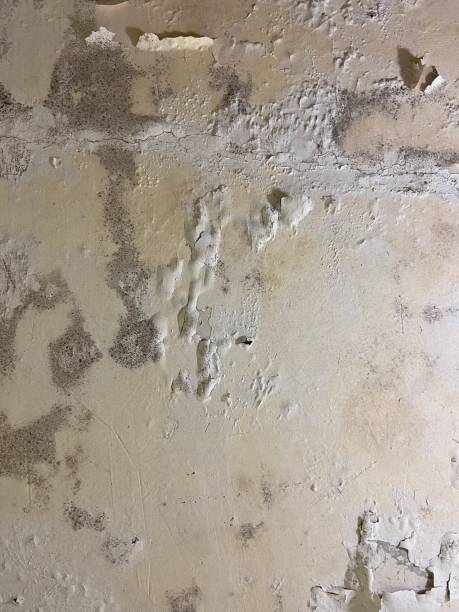 Best Commercial Mold Remediation in La Vista, NE