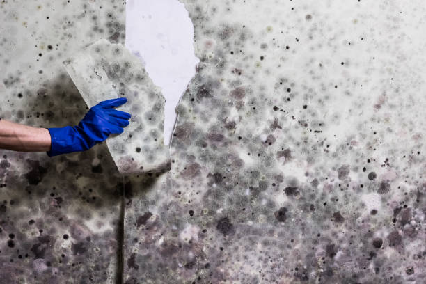 Best HVAC Mold Remediation in La Vista, NE